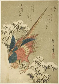 Chrysolophus Pictus Prints: A Golden Pheasant amid Snow-Covered Bamboo on a Steep Hillside
