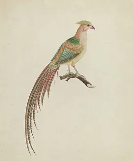 Pheasant Prints: Golden Pheasant (Chrysolophus pictus), c. 1801. Creator: Unknown