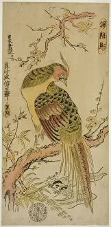 Pheasant Prints: Golden Pheasant (Kinkeicho), c. 1720 / 25. Creator: Okumura Masanobu