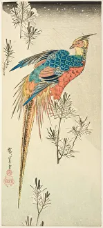Chrysolophus Pictus Prints: A Golden Pheasant Perched on a Steep Snowy Hillside amid Small Pine Saplings