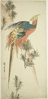 Chrysolophus Pictus Prints: Golden pheasant and pine shoots in snow, c. 1833. Creator: Ando Hiroshige