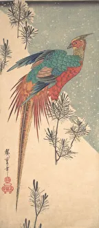 Golden Pheasant and Pine Shoots in Snow, ca. 1835. ca. 1835. Creator: Ando Hiroshige