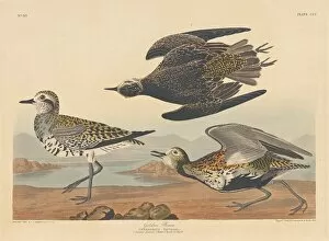 Wading Bird Gallery: Golden Plover, 1836. Creator: Robert Havell