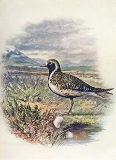 Birds And Their Nests Collection: Golden Plover - Charad rius pluvia lis, c1910, (1910). Artist: George James Rankin