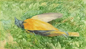 Robin Prints: Golden Robin (Northern Oriole), 1866. Creator: John Henry Hill