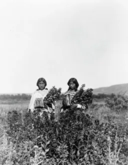 Blackfeet Prints: Goldenrod meadows-Piegan, c1910. Creator: Edward Sheriff Curtis