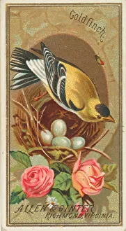 Animal Home Prints: Goldfinch, from the Birds of America series (N4) for Allen & Ginter Cigarettes Brands