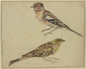 Melchior Prints: A goldfinch and a linnet, 17th century