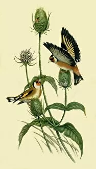 Feather Collection: Goldfinches, 1863, (1942). Creator: John Gould