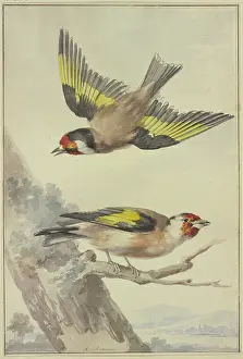 Branch Prints: Two goldfinches, 18th century. Creator: Aert Schouman