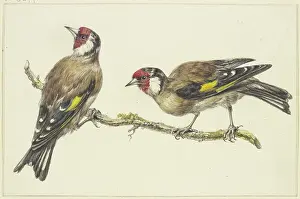 Two goldfinches, mid-late 18th century. Creator: J. H. van Loon