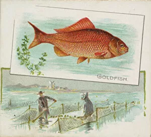 Aquatic Gallery: Goldfish, from Fish from American Waters series (N39) for Allen & Ginter Cigarettes