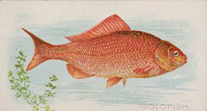 Lindner Eddy Claus Prints: Goldfish, from the Fish from American Waters series (N8) for Allen &amp