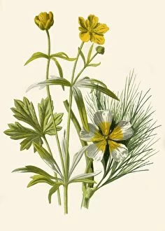 Hulme Gallery: Goldilocks. Water Ranunculus, 1877. Creator: Frederick Edward Hulme