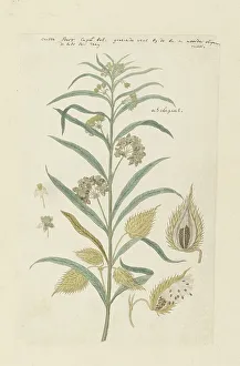 Cross Section Prints: Gomphocarpus fruticosus, formerly Asclepias fruticosa (Tennis-ball milkweed)