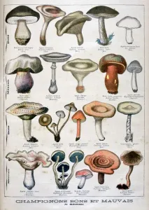 Edible Prints: Good and bad mushrooms, 1896