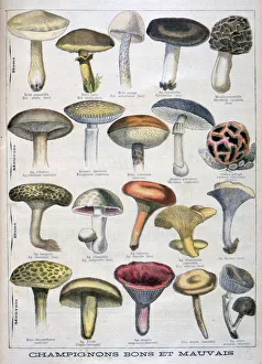 Good and bad mushrooms, 1896