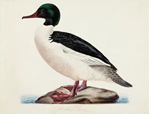 Aquatic Bird Prints: Goosander, Male, 1834. Creator: Magnus von Wright