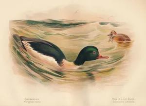 Goosander (Merganser castor), Harlequin Duck (Cosmonetta histrionica), 1900, (1900). Artist: Charles Whymper