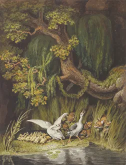 A Goose and a Gander with their Goslings Honking in Alarm as Two Foxes A Goose and a Gander with their Goslings Honking in Alarm as Two Foxes