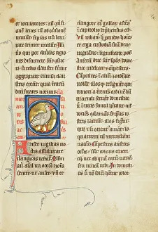 Bestiary Prints: A Goose; De Natura Avium; De Pastoribus et Ovibus; Bestiarium