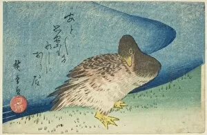 Waterfowl Collection: Goose on riverbank, c. 1833/34. Creator: Ando Hiroshige