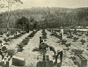 Federation Prints: Gooseberry Farm, Glenbrook, 1901. Creator: Unknown