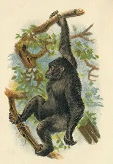 R Bowdler Sharpe Gallery: The Gorilla, 1897. Artist: Henry Ogg Forbes