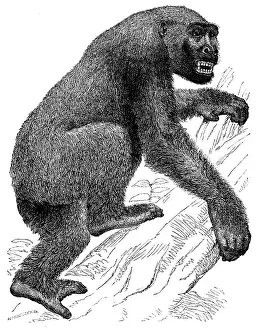 Darwin Prints: The Gorilla, 19th century? Creator: Unknown