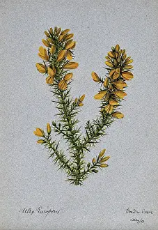 1902 Prints: Gorse or whin (Ulex europaeus): flowering stem, 1902. Creator: Unknown