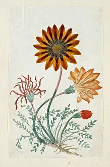 Gorteria Diffusa, 1777-1786. Creator: Robert Jacob Gordon