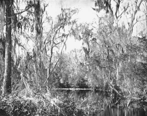 On Governors Creek, Ocklawaha River, Florida, USA, c1900. Creator: Unknown