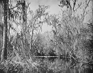 Deep South Prints: On Governors Creek, Ocklawaha River, Florida, c1897. Creator: Unknown