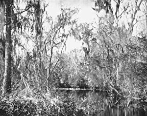 Spanish Moss Gallery: On Governors Creek, Ocklawaha River, Florida, USA, c1900. Creator: Unknown