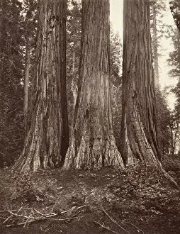 Graces Collection: The Three Graces, 272 feet, 1865-66, printed ca. 1876. Creator: Carleton Emmons Watkins
