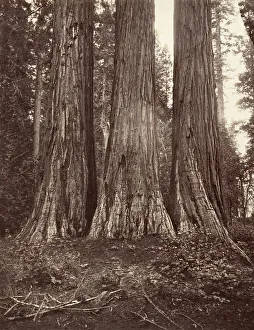 Carleton Emmons Prints: The Three Graces, 272 feet, 1865-66, printed ca. 1876. Creator: Carleton Emmons Watkins