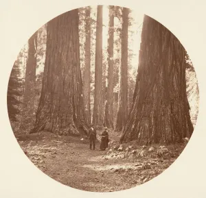 Watkins Carleton Emmons Prints: The Three Graces Seen Through the Bryant and Seward Calaveras Grove, ca. 1878