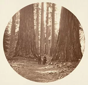 Carleton Emmons Collection: The Three Graces Seen Through the Bryant and Seward Calaveras Grove, ca. 1878