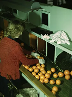 Citrus Fruit Industry Gallery: Grading oranges at a co-op orange packing plant, Redlands, Calif. 1943. Creator: Jack Delano