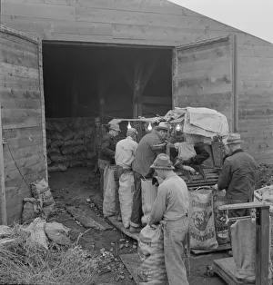 Grading potatoes, preparing for shipment... ten miles south of Merrill, Oregon, 1939. Creator: Dorothea Lange