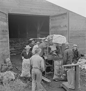 Grading potatoes, preparing for shipment... ten miles south of Merrill, Oregon, 1939. Creator: Dorothea Lange