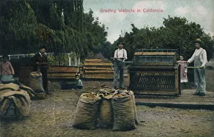 Grading Prints: Grading Walnuts in California, c1910s. Creator: Unknown