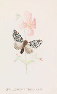 Grammophora Trisignata, 1862.. Creator: Louis Prang