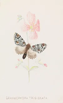 Prang Co Prints: Grammophora Trisignata, 1862 Creator: Louis Prang