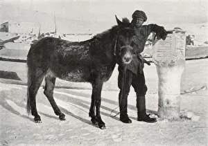 Debenham Prints: Gran With Mule Lal Khan, c1911, (1913). Artist: Frank Debenham