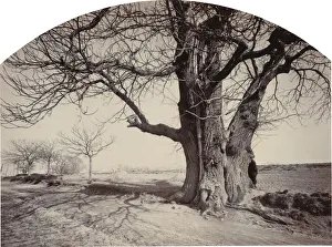 Grand Chataignier au Bord d un Chemin (Large Chestnut Tree on the Side of a Road), c