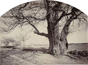 Grand Châtaignier au Bord d'un Chemin (Large Chestnut Tree on the Side of a Road), c