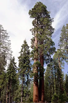 Grant Grove, Kings Canyon, California, USA, 2022. Creator: Ethel Davies