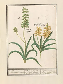 Deck Paint Prints: Grape Hyacinth (Muscari), 1596-1610. Creators: Anselmus de Boodt, Elias Verhulst