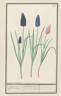 Boodt Anselmus De Prints: Grape hyacinths (Muscari botryoides)
